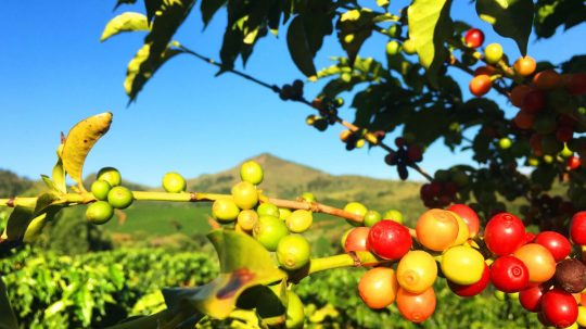 El cafeto y su fruto, planta del cafe, cafeto, fruto del cafe