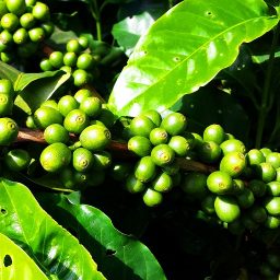 Fruto del café sin madurar, cafeto sin madurar, cafe planta, mata de café