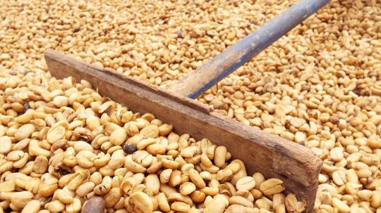 despulpado del grano, secado del grano