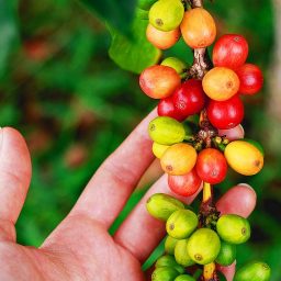 Maduración de la Planta del café, cafeto en maduración, café planta, planta café