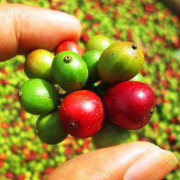 cosecha del Fruto del café