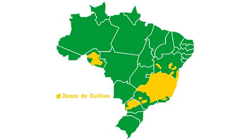 zonas de café brasilero, zonas de café brasileño, zonas del café del brasil, café brasileño