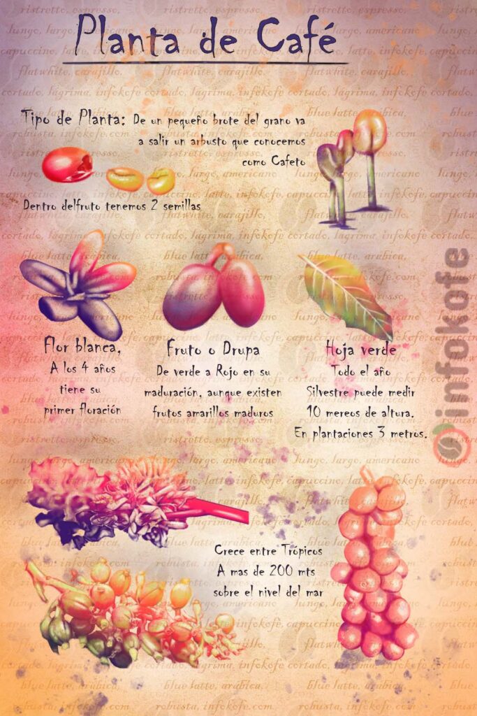 planta de café, flor de café, fruto de café, semilla de café